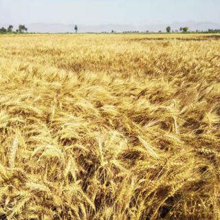 AG旗舰厅基地展示